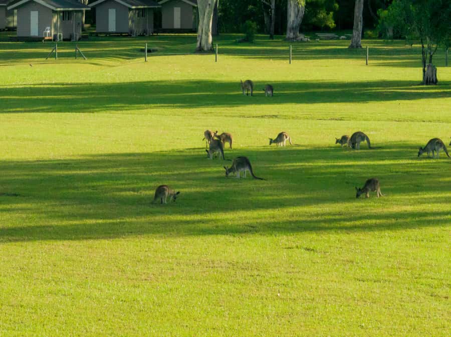 Noosa: Everglades Explorer Cruise - Timing, transport, and the real length of the day
