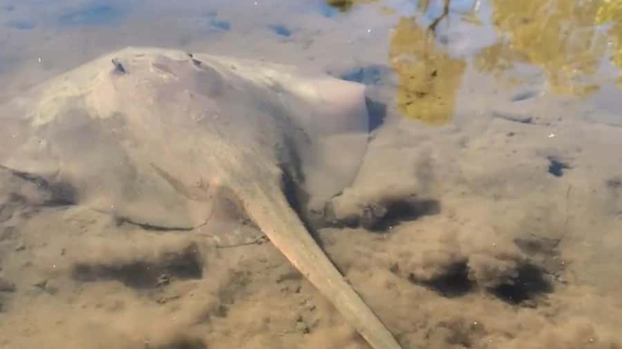 Noosa Heads: Hidden Waterways Wildlife Kayak (Self-Guided) - Starting at Weyba Esplanade