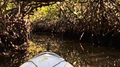 Noosa Heads: Hidden Waterways Wildlife Kayak (Self-Guided)