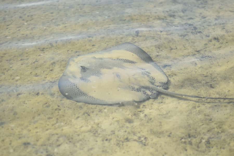 Noosa Heads: Hidden Waterways Wildlife Kayak (Self-Guided) - Looking for stingrays and native birds