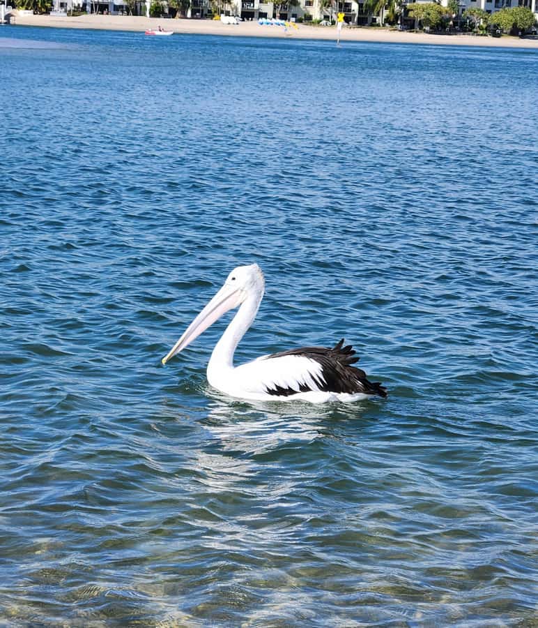 Noosa Heads: Hidden Waterways Wildlife Kayak (Self-Guided) - What the self-guided format really means