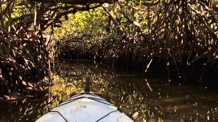 Noosa Heads: Hidden Waterways Wildlife Kayak (Self-Guided) - Paddling a calm, shallow waterway