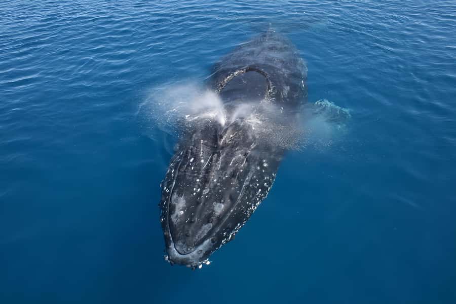 Noosa: Humpback Whale Watching Tour - Key points before you book