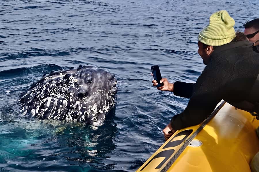 Noosa: Humpback Whale Watching Tour - Starting at Noosa Marina in Tewantin