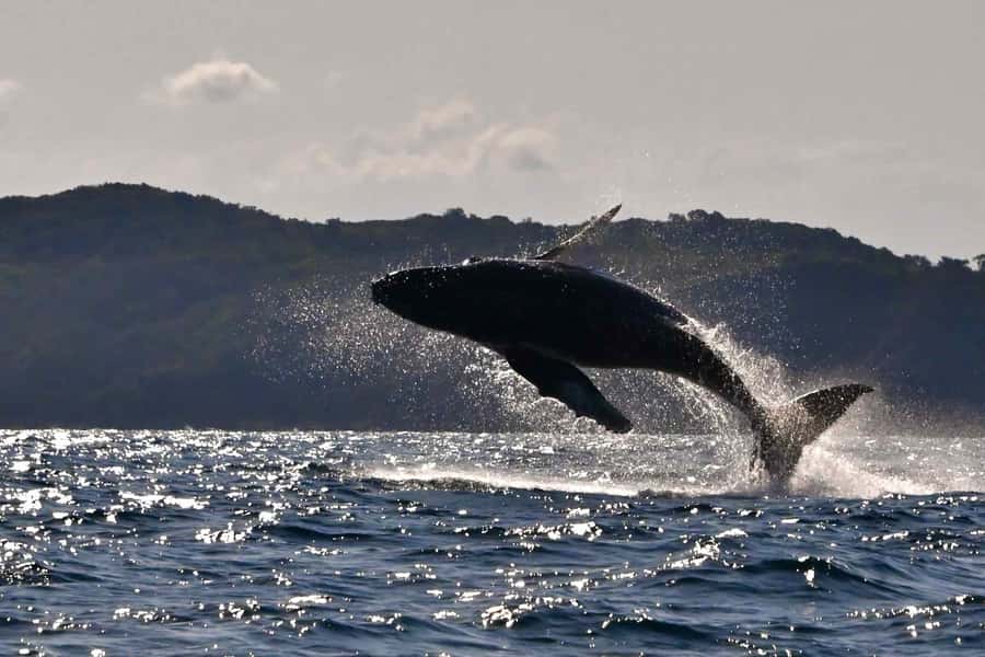 Noosa: Humpback Whale Watching Tour - Out past the headland in search of humpbacks