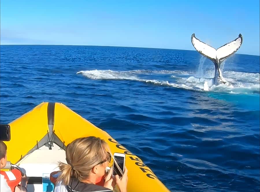 Noosa: Humpback Whale Watching Tour - What a whale sighting may look like