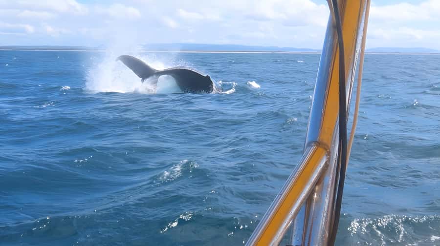 Noosa: Humpback Whale Watching Tour - Coastal views you would miss from shore