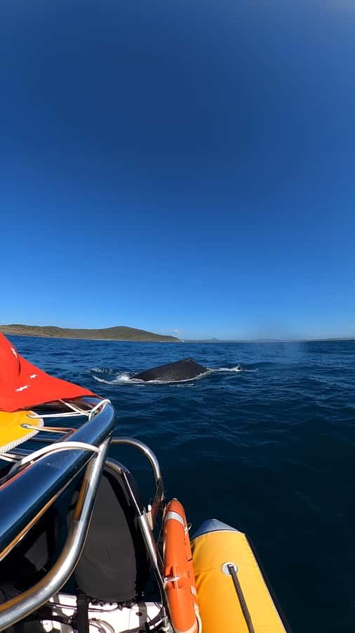 Noosa: Humpback Whale Watching Tour - Is $76 a fair price for two hours?