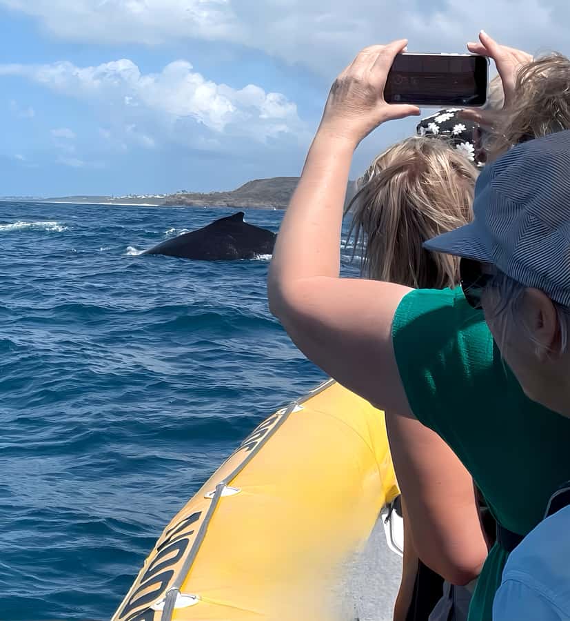 Noosa: Humpback Whale Watching Tour - Practical tips for a better outing