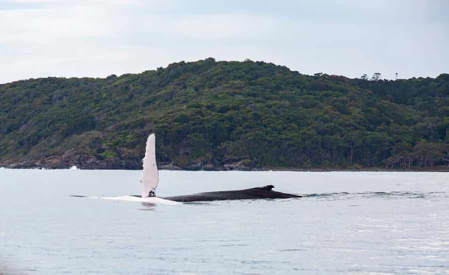 Noosa: Humpback Whale Watching Tour - A calm cruise along the Noosa River