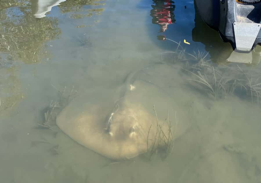 Noosa: Noosa Everglades and Stingray Sanctuary Kayak Tour - Booking flexibility and meeting point details