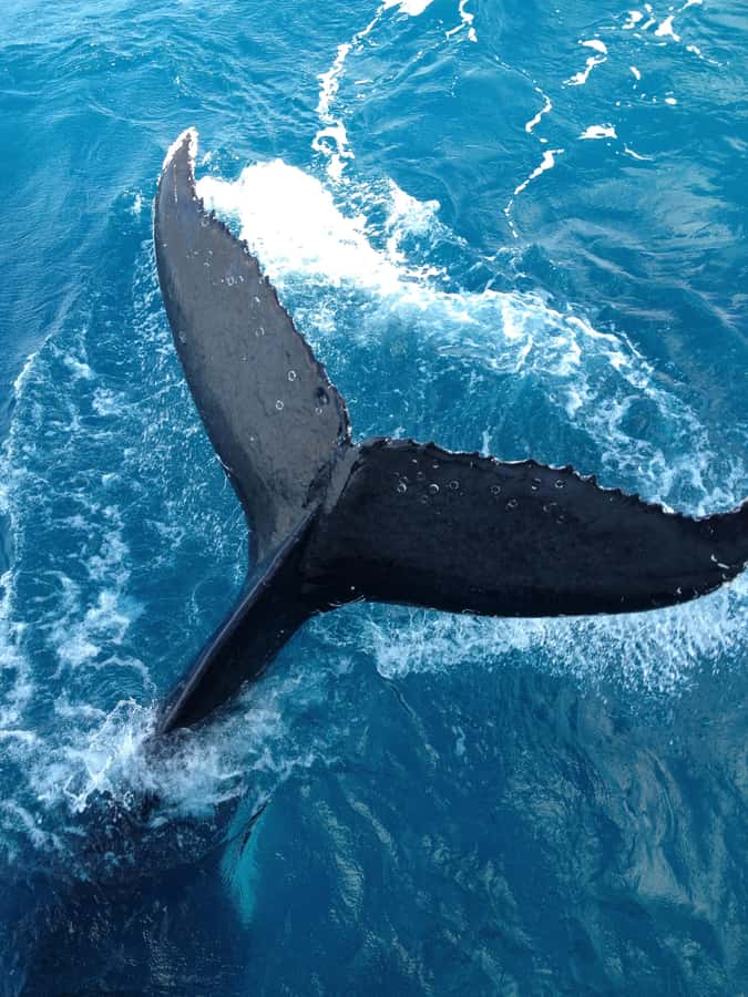 Noosa; Noosa Ocean Adventures - Whale Watching - Key points at a glance