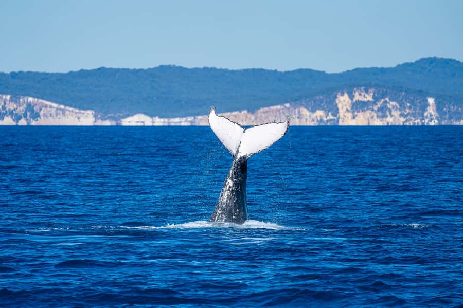 Noosa; Noosa Ocean Adventures - Whale Watching - How to prepare for spray and seasickness