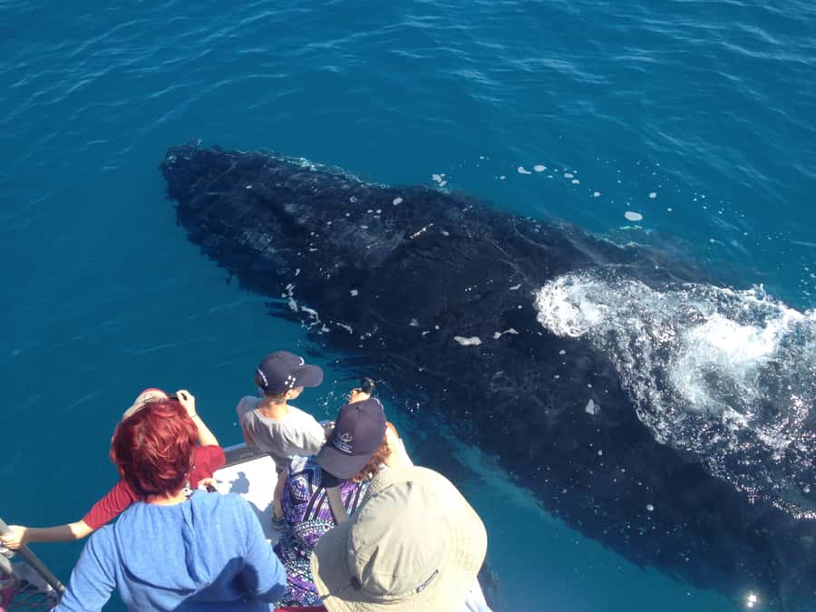 Noosa; Noosa Ocean Adventures - Whale Watching - Watching humpbacks off Noosa National Park