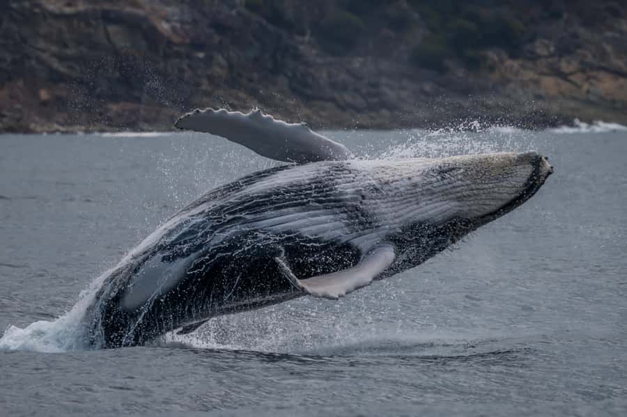 Noosa; Noosa Ocean Adventures - Whale Watching - Dolphins, turtles and surprise sightings