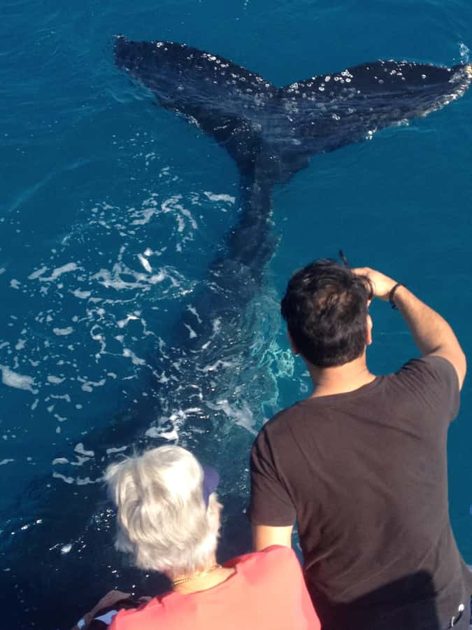Noosa; Noosa Ocean Adventures - Whale Watching - The guide can make or break the morning