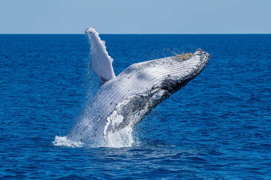 Noosa; Noosa Ocean Adventures - Whale Watching - From Noosaville to the open coast