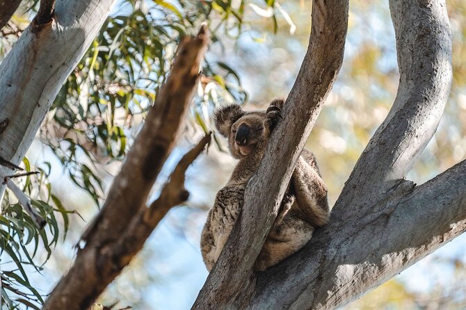 North Stradbroke Island Day Tour from Brisbane – Small Group - Key points to know before booking