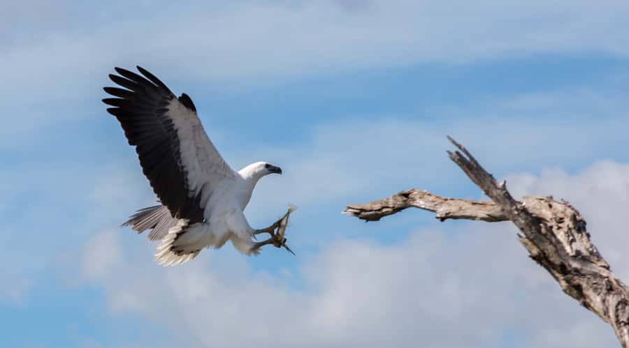 Northern Territory: Corroboree Billabong Nature Cruises - Small details that improve the outing