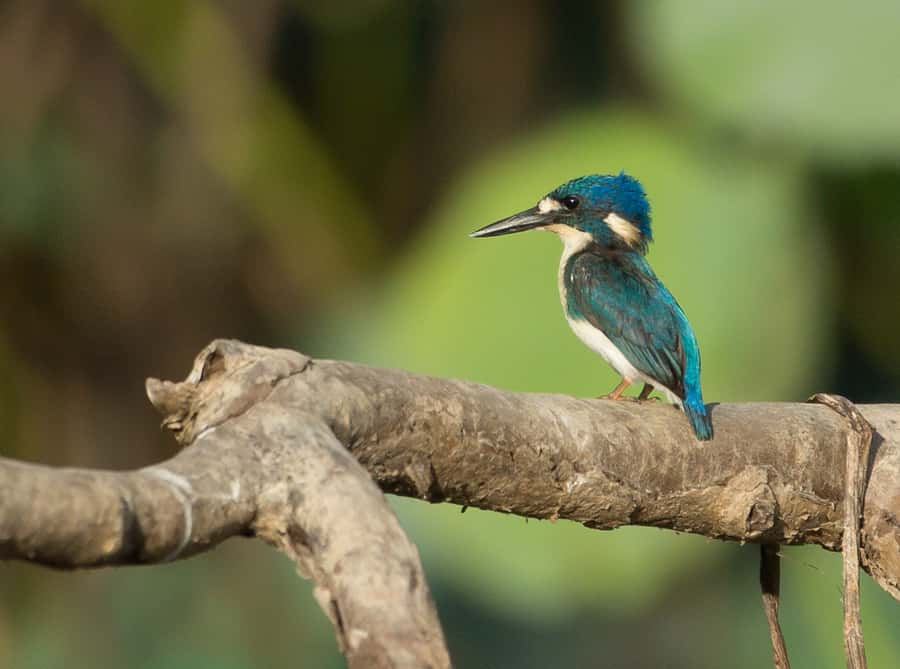 Northern Territory: Corroboree Billabong Nature Cruises - Why Corroboree Billabong is worth the trip from Darwin