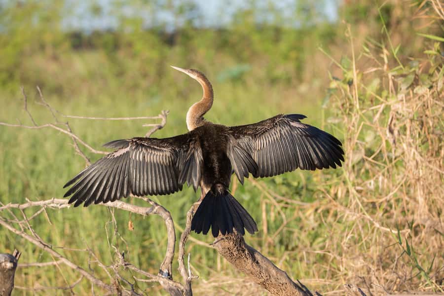 Northern Territory: Corroboree Billabong Nature Cruises - What you may see on the water