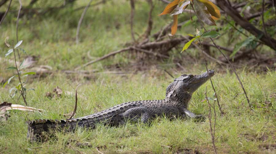 Northern Territory: Corroboree Billabong Nature Cruises - How the guide shapes the experience