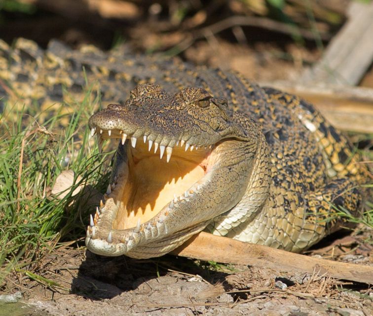 Northern Territory: Corroboree Billabong Nature Cruises - Who will enjoy this cruise most?