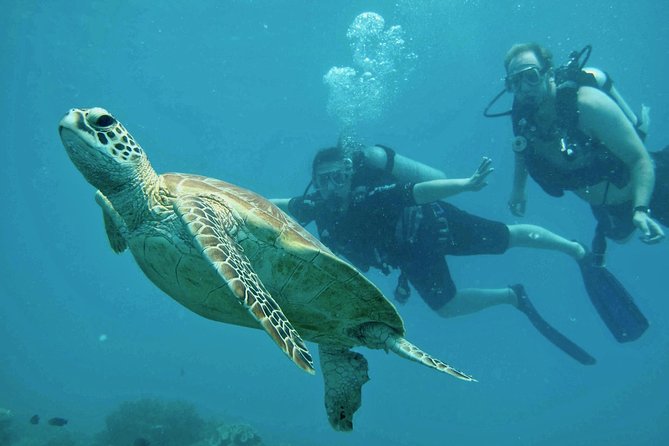 Ocean Freedom Great Barrier Reef Luxury Snorkel and Dive Cruise - Who should book this reef cruise?