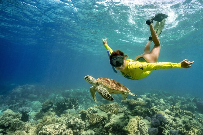 Ocean Safari Great Barrier Reef Experience in Cape Tribulation - Key points to know before you go