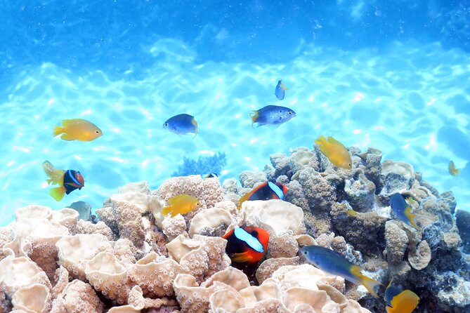 Ocean Spirit Sail to Michaelmas Cay Snorkel or Dive, from Cairns - Four hours at Michaelmas Cay