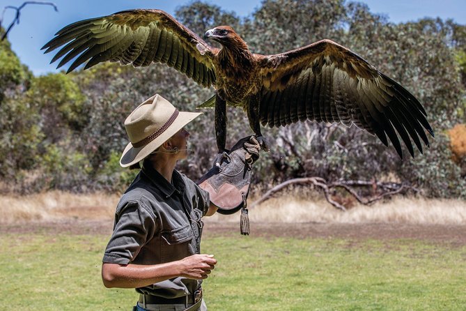One Day Kangaroo Island Sip & See tour with return ferry transfers from Adelaide - Raptor Domain and the free-flight birds