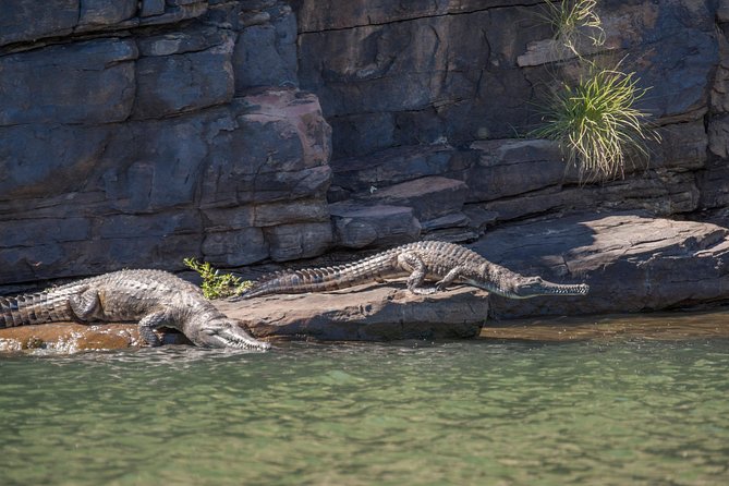 Ord River Discoverer Cruise with Sunset - Crocodiles, birds, and the living river