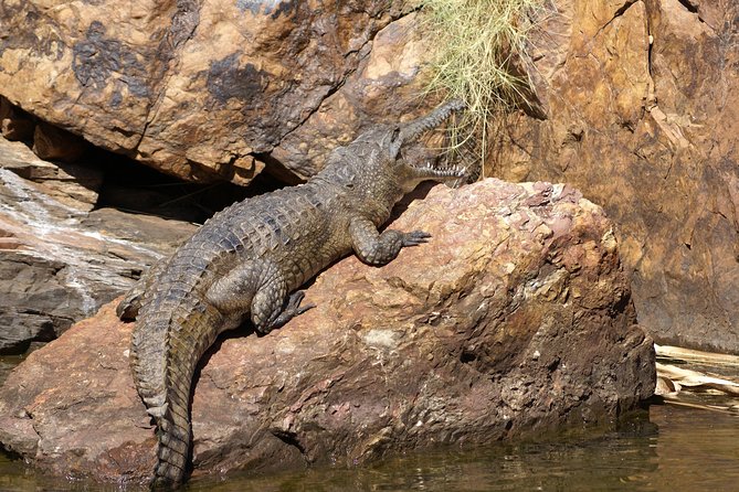 Ord River Explorer Cruise with Sunset - Is the price of $184.33 good value?