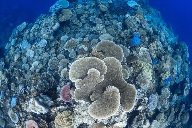 Outer Reef Mackay Cay Sail & Snorkel Adventure from Port Douglas - Why this Port Douglas reef trip feels different