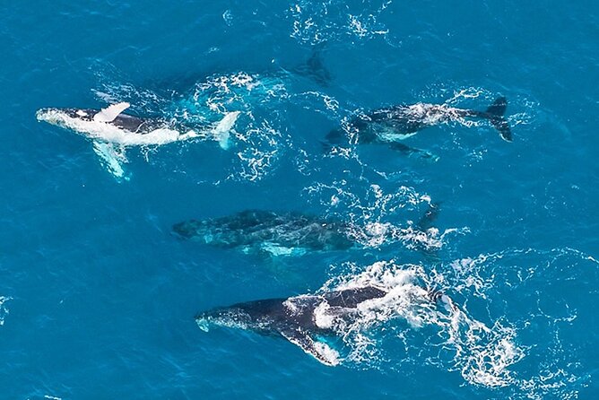 Outer Reef Odyssey - 40 minute Reef Scenic Flight - Why an aerial view works after snorkeling