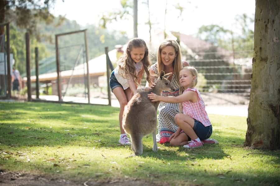 Paradise Country: Ultimate Aussie Farm Experience - Key points to know before you go