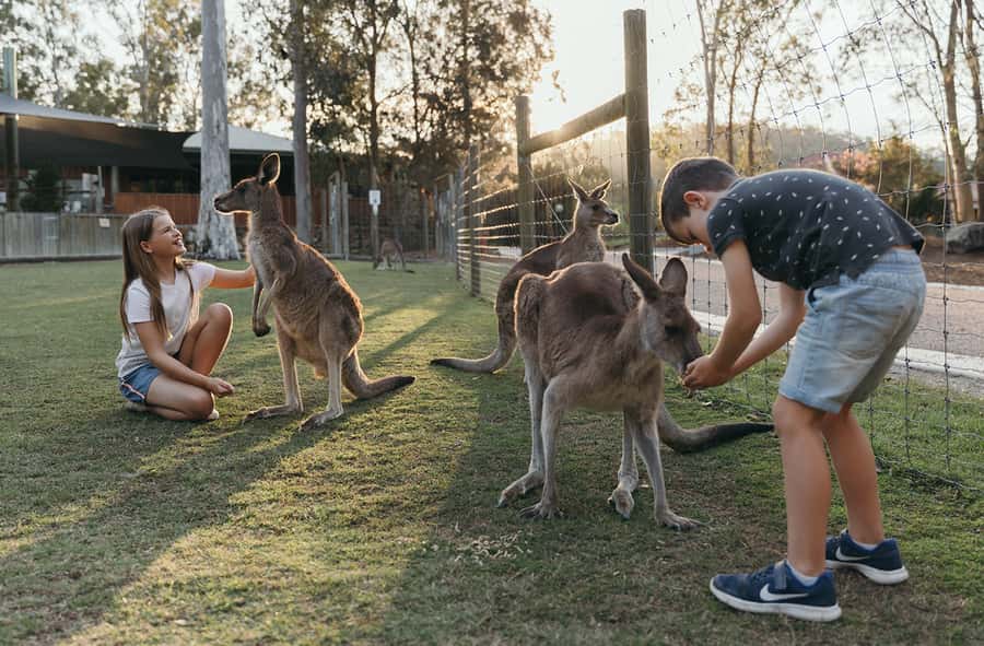 Paradise Country: Ultimate Aussie Farm Experience - Starting with the baby animal nursery