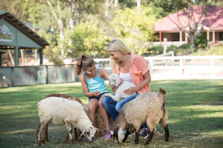 Paradise Country: Ultimate Aussie Farm Experience - Shaun the Sheep brings comic relief