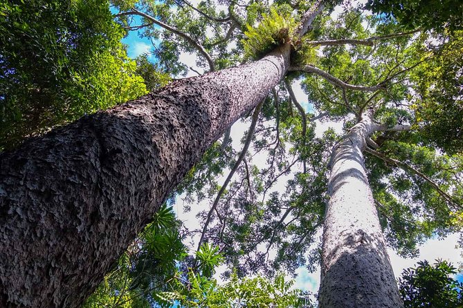 Paronella Park and Millaa Millaa Falls Full-day Tour from Cairns - Lake Barrine starts the morning gently