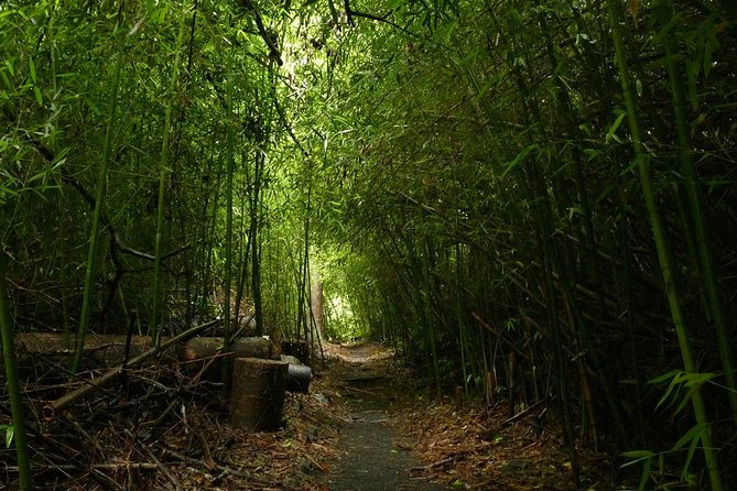 Paronella Park and Millaa Millaa Falls Full-day Tour from Cairns - Food and drinks make the long day easier