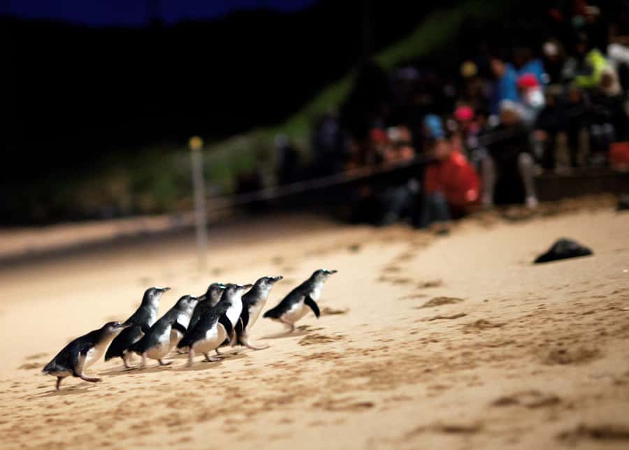 Penguin Parade: General Viewing Ticket - Watching the Penguin Parade from General Seating