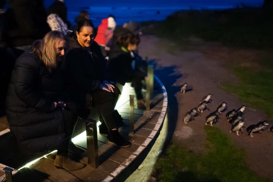 Penguin Parade: General Viewing Ticket - Following the Boardwalk to the Burrows