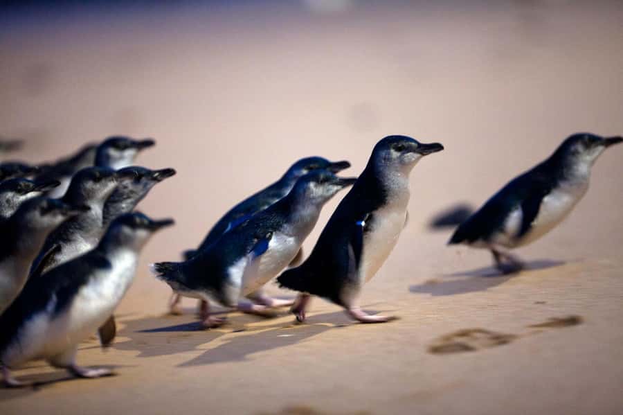 Penguin Parade: General Viewing Ticket - Choosing General Viewing Over Premium Seating