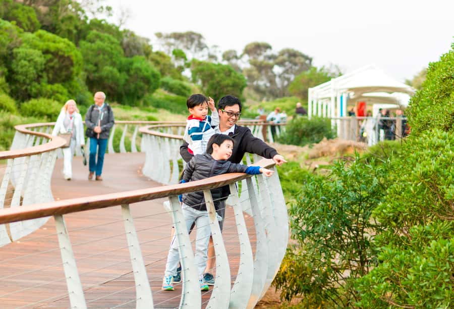 Penguin Parade: General Viewing Ticket - Why Cameras and Phones Are Not Allowed