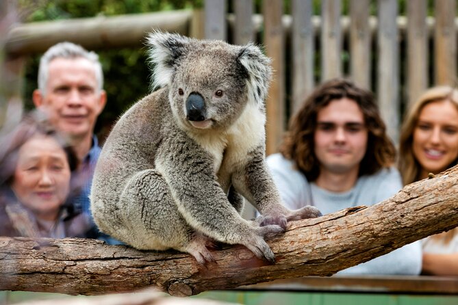 Penguin Parade, & Wildlife Encounters Eco Tour from Melbourne - Cape Woolamai and the summer-only coastal stop