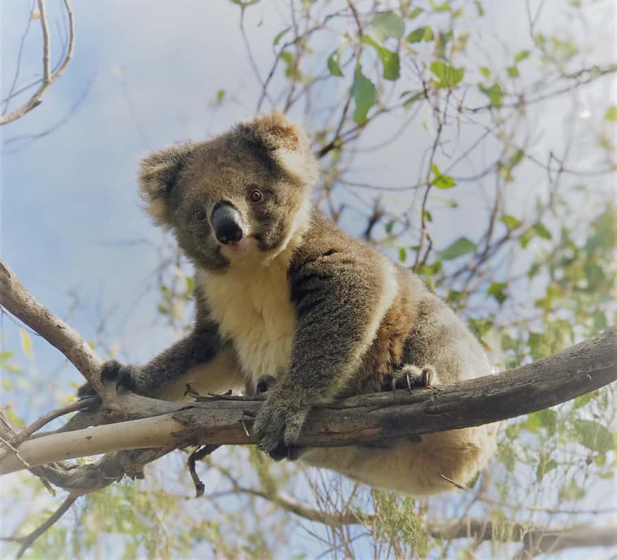 Penneshaw: Shore Excursion Kangaroo Island Scenic Tour - Who should book this Kangaroo Island excursion?