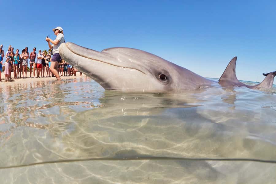 Perth: 7 Day Exmouth Explorer & Ningaloo Reef Return Perth - Shark Bay: shells, stromatolites and dolphins