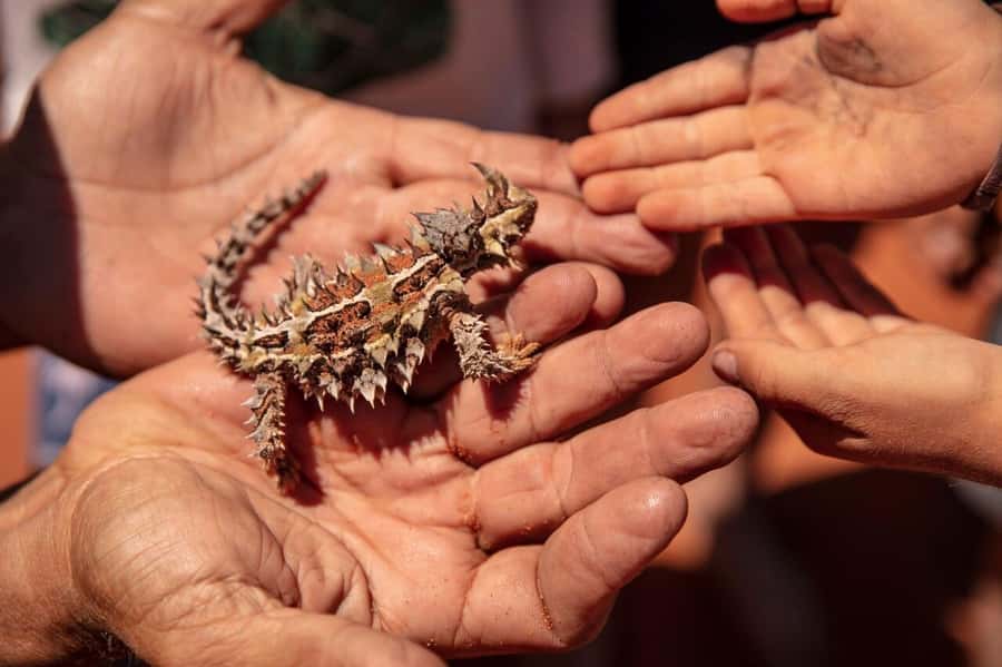 Perth: 7 Day Exmouth Explorer & Ningaloo Reef Return Perth - The long return south