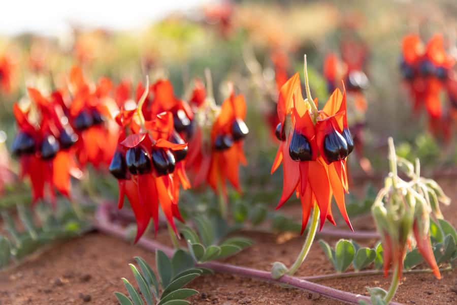 Perth: 7 Day Exmouth Explorer & Ningaloo Reef Return Perth - Food and accommodation: practical, not fancy