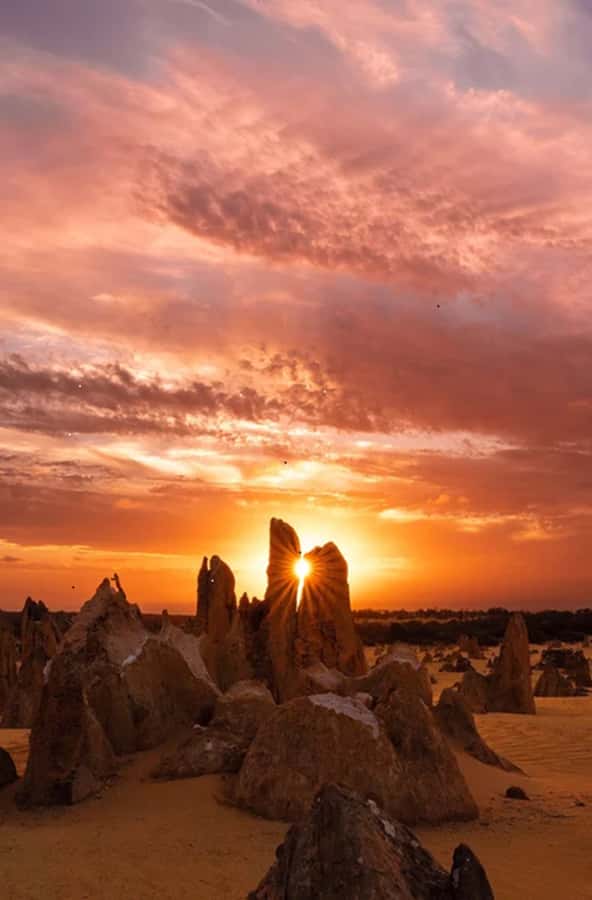 Perth: Pinnacles Desert Sunset & Stargazing with Dinner - Yanchep National Park brings wildlife into the afternoon